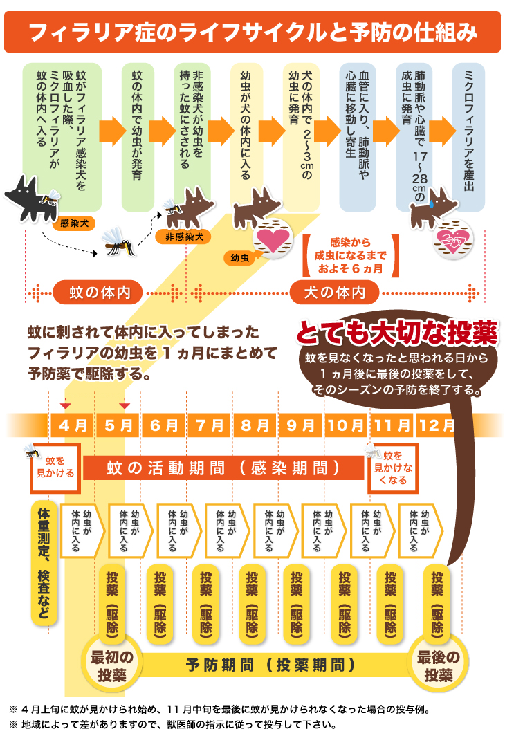 ■フィラリア症のライフサイクル■/1.蚊がフィラリア感染犬を吸血した際、ミクロフィラリアが蚊の体内へ入る/2.蚊の体内で幼虫が発育/3.非感染犬が幼虫を持った蚊にさされる/4.幼虫が体内に入る/5.体内で2～3cmの幼虫に発育/6.血管に入り、肺動脈や心臓に移動し寄生/6.肺動脈や心臓で17～28cmの成虫に発育/7.ミクロフィラリアを産出/【感染から成虫になるまでおよそ6ヵ月】/■予防の仕組み■蚊に刺されて体内に入ってしまったフィラリアの幼虫を1ヵ月後にまとめて予防薬で駆除する。/4月上旬に蚊が見かけられはじめ、11月中旬を最後に蚊が見られなくなった投与例→4月上旬蚊がみかけられはじめるころ体重測定、検査など→幼虫が体内に入る→最初の投薬（駆除）→毎月投薬（駆除）をし蚊を見かけなくなる日から1ヵ月に最後の投薬をしてそのシーズンの予防を終了する。※地域によって差がありますので、獣医師の指示に従って投与して下さい。