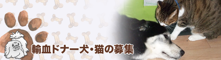 輸血ドナー犬・猫の募集